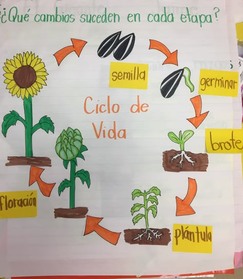 Life Cycle Of Sunflower, Glad Strategies, Flower Life Cycle, Sunflower Life Cycle, Cycle Drawing, Fireworks Pictures, Planting Sunflowers, Plant Life Cycle, Math Activities Preschool