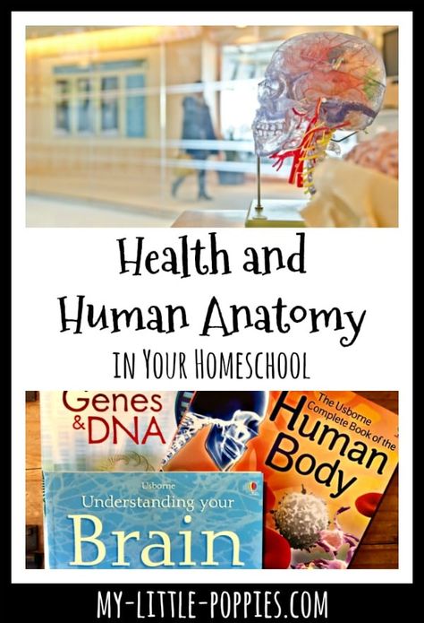 Homeschool Health Curriculum, Anatomy Unit Study, Human Anatomy Homeschool, Anatomy Curriculum, Homeschool Anatomy, Homeschool Health, Human Body Unit Study, Homeschool Styles, Science Anatomy