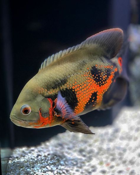 OSCAR FISH BRAZIL on Instagram: “Unique beauty! ❤️ Thank you! 📷 @daquantheoscar 🐟 🐟 🇧🇷 Oscar Fish Brazil 🇧🇷🐟❤️🐟 🐟 Follow 🐟 @oscarfishbrazil 🐟 Partnership 🐟 @aquaticabrazil…” American Cichlid, Oscar Fish, Cichlid Fish, Planted Tank, Fish Care, Unique Beauty, Fish Art, South American, Aquarium Fish