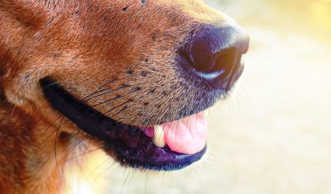 How To Make A Dog's Breath Smell Better Dog Whiskers, Dog Advice, Dog Breath, Puppy Cut, Periodontal Disease, Cat Whiskers, Dog Facts, Moustaches, Diy Dog Stuff