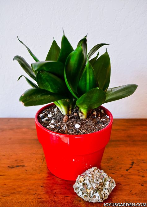 Snake Plants are about the easiest care houseplant you can find. See how to repot a Sansevieria Hahnii including the soil mix to use & the steps to take. Sansevieria Hahnii, Indoor Plant Care Guide, Repotting Plants, Low Light Indoor Plants, Snake Plant Care, Worm Composting, Indoor Plant Care, Low Light Plants, House Plant Care