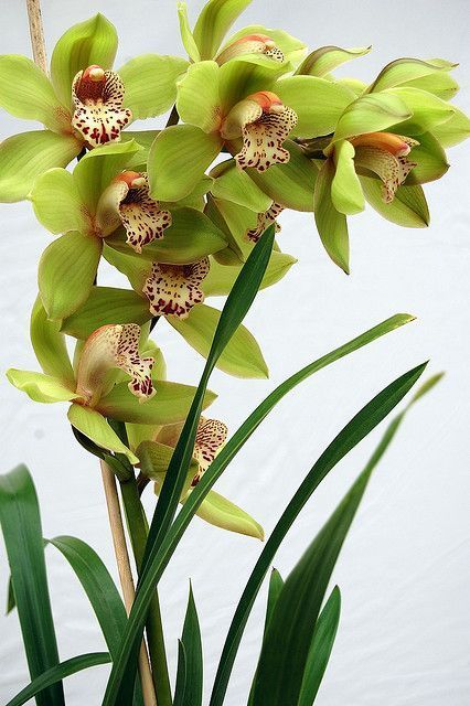 Transplanting Orchids, Green Orchid Flower, Cymbidium Orchids Care, Orchids Care, Orchid Images, Orchid Plant Care, Flowers Orchids, Orchid Photography, Orchid Flower Arrangements