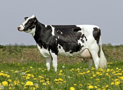 La excepcional productividad de las vacas Holstein derivan en mayor rentabilidad, por lo que no sorprende a nadie que sea la raza lechera más difundidas del mundo, alcanzando en algunos países al 95% de las hembras de la especialidad Por: Juan Carlos Show Cows, Giraffe Pictures, Holstein Cows, Dairy Cattle, Dairy Cow, Farm Cow, Cattle Farming, Pig Farming, Cow Calf