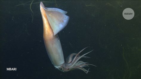 Marine creatures send signals to each other by combining bioluminescence and skin pigments. Humboldt Squid, Deep Sea Squid, Deep Sea Animals, Giant Squid, Monterey Bay Aquarium, Deep Sea Creatures, Forms Of Communication, Light Show, Sea Animals