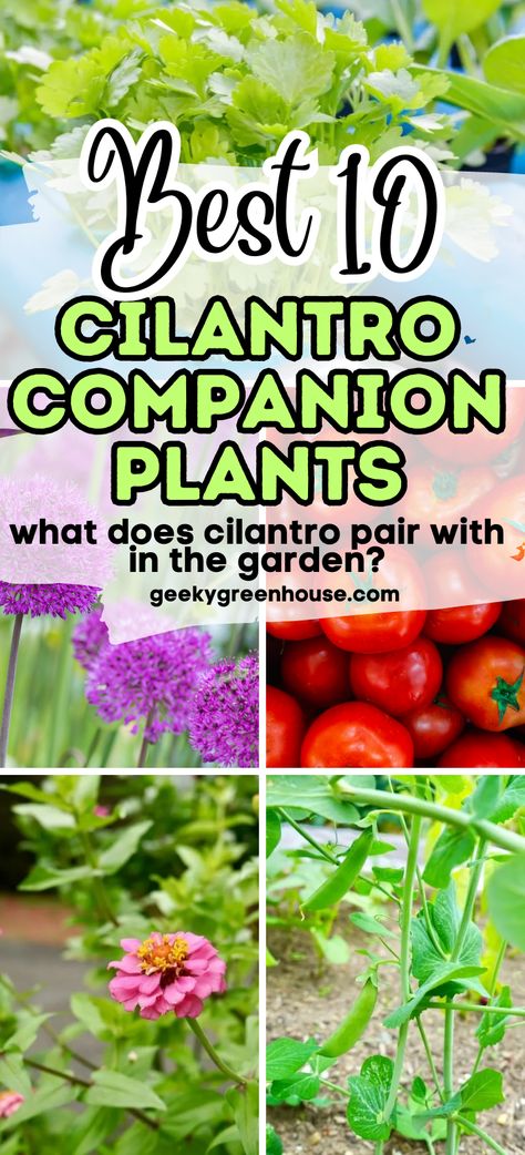 In this article, I’ll share my top 10 favorite cilantro companion plants. These plants will work well when planted alongside your cilantro plants. Some companions may even form a symbiotic relationship, benefiting each other when planted nearby. Companion Planting Chart, Cilantro Plant, Growing Cilantro, Companion Planting Vegetables, Companion Gardening, Garden Problems, Companion Plants, Plants To Grow, Best Plants