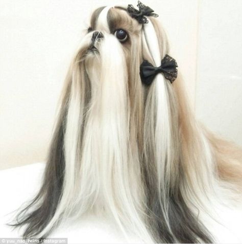 Model pooch: Yuu's fur is so long it sweeps the floor around his paws and is pinned back using stylish black bows Shih Tzu Training, Brown Shih Tzu, Baby Shih Tzu, Shih Tzu Haircuts, Perro Shih Tzu, Shih Tzu Grooming, Maltese Shih Tzu, Shih Tzu Funny, Long Haircuts