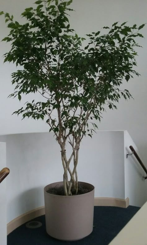 Tree Indoor Plants, Interior Trees Plants, Ficus Indoor Plant, Ficus Plant Indoor, House Plant Tree, Weeping Fig Tree Indoor, House Trees Indoor, Ficus Benjamina Indoor, Big Plants Indoor