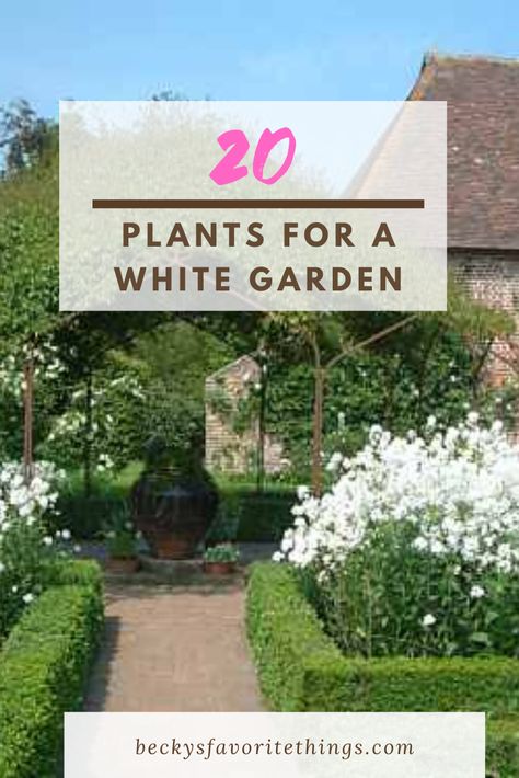 Always dream of creating an all white garden?  Take a look at these plants to get you started. Green And White Gardens Landscapes, White Flower Garden Ideas, All White Garden, White Perennial Flowers, Garden Ideas India, Green And White Garden, White Climbing Roses, Spirea Shrub, White Flowers Garden