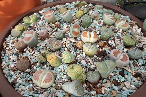 How to Grow Living Stones, the Rock Stars of Any Succulent Collection Best Soil For Succulents, Living Stone Plant, Hardening Off Seedlings, Living Stones, The Tiny Seed, Flowering Succulents, Stone Plant, Gardening Trends, Propagating Succulents