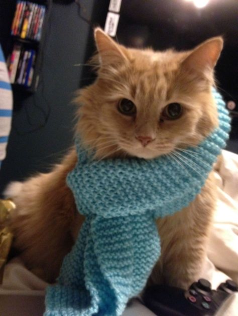 Cat With Scarf, Cat Dressed Up, Ginger Boy, Lots Of Cats, Police Dogs, Cats Meow, Pretty Cats, Kittens Cutest, Cool Cats