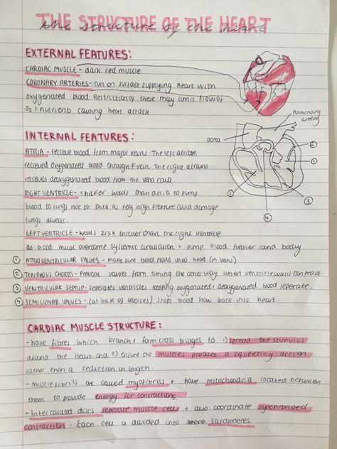 A level biology revision notes on the structure of the heart  #study #revision #notes #school #biology The Heart Revision Notes, Health Notes School, Structure Of The Heart Notes, The Heart Revision, Pe Notes Aesthetic, The Heart Biology, Science Revision Notes Year 8, Science Revision Aesthetic, Pe Revision Notes