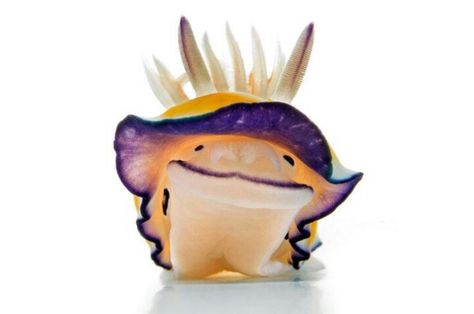 Nudibranch Creature Marine, Making Coffee, Sea Snail, Sea Slug, Underwater Creatures, Underwater Life, Slug, Ocean Creatures, Underwater World