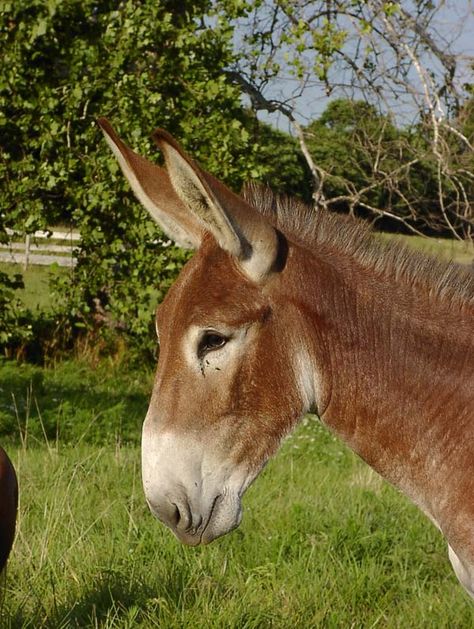 The Missouri Mule, known for its strength, hardiness, intelligence and even temper, is selected for and shall be known as the official animal of the state of Missouri. Draft Mule, Mules Animal, Missouri Mule, Muar, Future Farms, Ozark Mountains, Horse World, Draft Horses, Donkeys