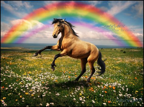 somewhere over the rainbow by BaukjeSpirit.deviantart.com on @deviantART Horse Dancing, Gay Animals, Rain With Rainbow, Rainbow Dash Sonic Rainboom, Unicorn Horse Photography, Pegasus Rainbow, Rainbow Horse, Horse Dance, Equine Artwork