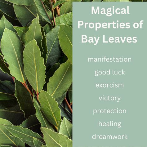 Bay Leaves Magical Properties The Oracle Of Delphi, Sacred Space Altar, Oracle Of Delphi, The Oracle, Mystical World, Bay Leaves, Sacred Space, Herbs, History