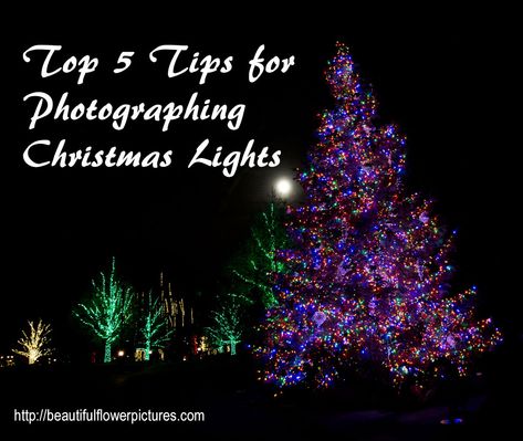 Top 5 Tips for Photographing Christmas Lights :: Beautiful Flower Pictures Blog How To Take Christmas Light Pictures, Photographing Christmas Lights, Christmas Light Photography Settings, Photography With Christmas Lights, Camera Settings For Christmas Tree Photo, Night Christmas Lights Photoshoot, Camera Settings For Christmas Lights, Christmas Lights Photography, Understanding Lighting In Photography