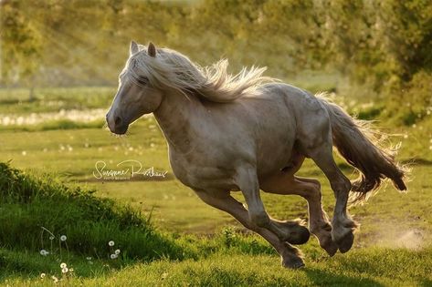 Horse Poses Reference, Horse Art Drawing, Horse Anatomy, Horse Inspiration, Horse Galloping, Horse Aesthetic, Most Beautiful Horses, Horse Sculpture, Wow Art