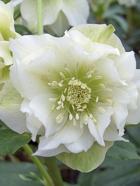 Hellebore double white White Hellebore, Helleborus Orientalis, Garden Purple, Moon Garden, Clay Soil, Botanical Beauty, Food Garden, Mulch, Rose Garden