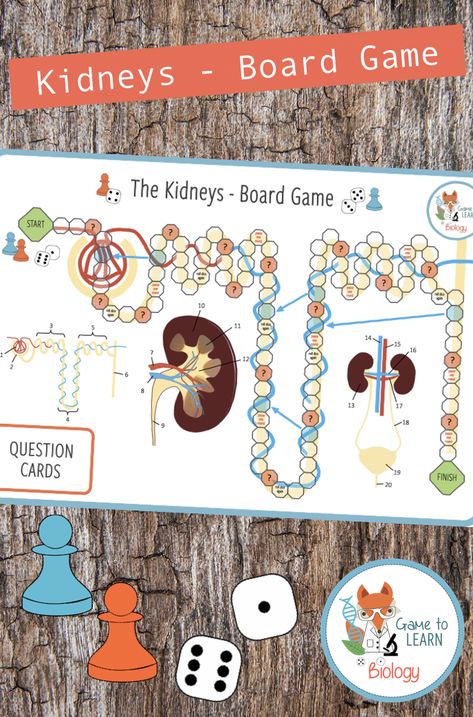 Biology Games, Learn Biology, Excretory System, Educational Board Games, Academic Essay, Science Games, Academic Essay Writing, Science Writing, Gcse Science