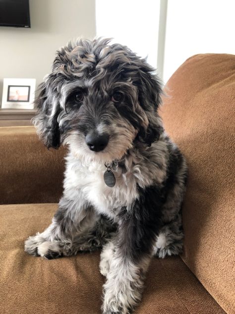 Mini Bernedoodle Merle, Blue Merle Goldendoodle, Toy Aussiedoodle, Blue Merle Aussiedoodle, Aussie Doodle, Mini Aussiedoodle, Aussiedoodle Puppies, Puppies Cute, Doodle Puppy