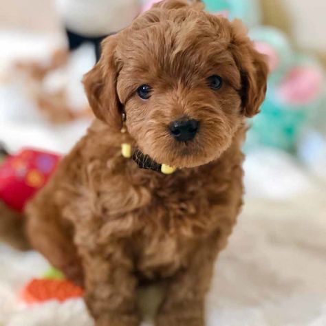 Toy Labradoodle, Micro Goldendoodle, Teacup Goldendoodle, Toy Goldendoodle, Bear Dogs, F1b Goldendoodle, Labradoodle Puppies For Sale, Cavachon Puppies, Doodle Dogs