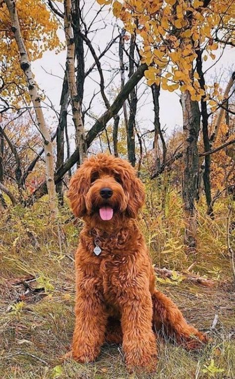 Labradoodle Vs Goldendoodle, Doodle Haircuts, Labradoodle Grooming, Golden Labradoodle, Goldendoodle Haircuts, Red Goldendoodle, All Shall Be Well, Goldendoodle Grooming, Golden Doodle Dog