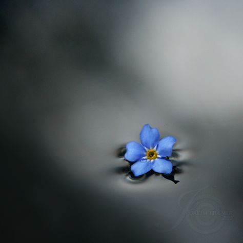 Forget Me Not Forget Me Not Blue, Not Wallpaper, March Themes, Not Aesthetic, Moody Art, Cool Pictures For Wallpaper, Dark Days, Chinese Art Girl, Sketch A Day