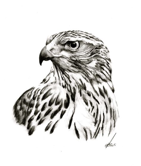 Goshawk Hawk Illustration Drawings, Goshawk Drawing, Goshawk Tattoo, Deviant Art Drawings, Falken Tattoo, Egale Drawing, Hawk Sketch, Hawk Tattoo Design, Hawk Drawing