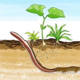 Squirmy Science: Which Soil Types Do Earthworms Like Best?: Scientific American Cacing Tanah, Soil Types, Worm Farm, Pond Life, Fall Garden Vegetables, Science Activities For Kids, Plant Science, Stem Projects, School Garden