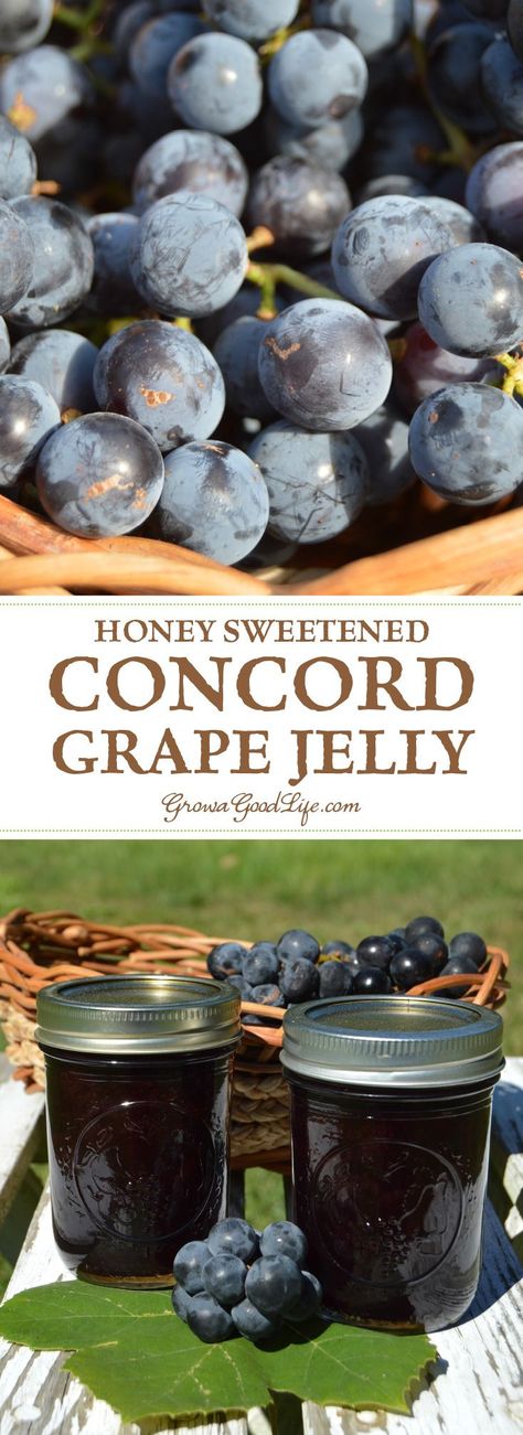 Make and preserve your own homemade Concord grape jelly! Concord grapes have a slightly tart, musky flavor but can be transformed into a delicious grape jelly with a little sweetening. This old-time favorite is sweetened with honey in this recipe. Jelly Homemade, Canning Jelly, Homemade Grape Jelly, Concord Grape Jelly, Concord Grapes, Easy Canning, Oregon Grape, Canning Recipe, Canning Jam