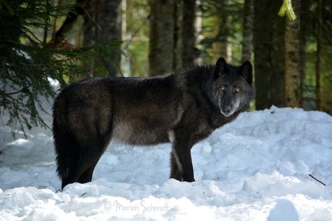 Canadian Wolf | by Marion_Sc Canadian Wolf, Black Wolves, Wolf Life, Canadian Wildlife, Wolf Stuff, Wolf Photography, Wolf Photos, Wolf Love, Wolf Drawing