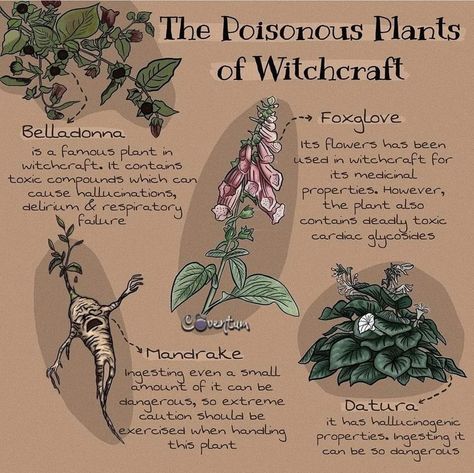 Mandrake Root Magical Properties, Plant Witchcraft, Witchy Plants, Magical Plants, Deadly Plants, Poison Garden, Witchy Garden, Magickal Herbs, Witch Herbs