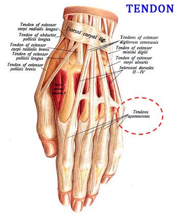 what is Tendon Human Hand Anatomy, Anatomy Chart, Hand Anatomy, Hand Png, Medical Anatomy, Human Hand, Medical Illustration, Human Anatomy, Etsy Printables