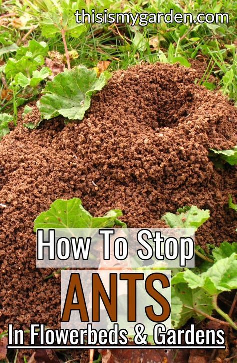 How To Stop Ants In Gardens And Flowerbeds Kill Ants Naturally, Ants In Garden, Gemüseanbau In Kübeln, Garden Remedies, Vegetable Garden Diy, Garden Pest Control, Garden Help, Veg Garden, Home Vegetable Garden