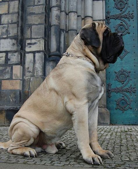 this guy looks like a giant Pug! Worlds Largest Dog, American Mastiff, British Mastiff, Old English Mastiffs, English Mastiff Dog, English Mastiff Puppies, Mastiff Breeds, Giant Dog Breeds, Largest Dog