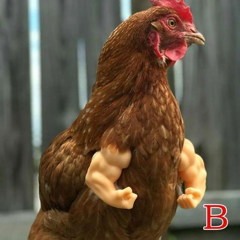 The most buff chicken in the world Chicken Arms, Chicken, Pet, Funny