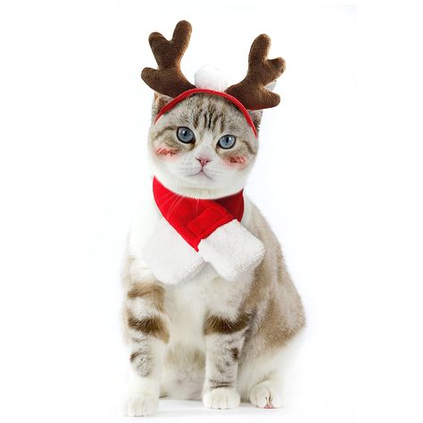 Enjoying Small Pet Costume Cat Dog Christmas Outfit, Xmas Antler Headband with Scarf, Santa Suits, Cat Sailor Costume, Christ Dog Christmas Outfit, Cat Christmas Costumes, Small Dog Costumes, Pet Costumes Cat, Sailor Costume, Xmas Costumes, Christmas Dog Outfits, Reindeer Hat, Merry Christmas Dog