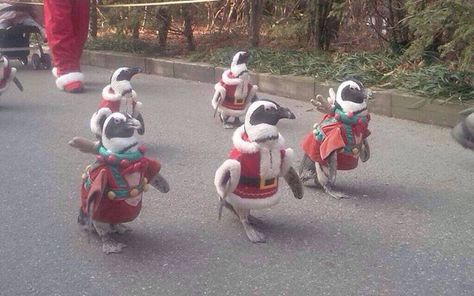 Marching Christmas Penguins.... I wonder if cookie is with them! Penguin Love, Christmas Parade, Christmas Penguin, Cuteness Overload, A Group, Funny Photos, Animal Pictures, Fur Babies, Penguins