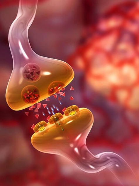 Synapse - simple Chemical Synapse, Microscopic Photography, Biology Art, Biology Lessons, Human Anatomy And Physiology, Biology Notes, Brain Science, Medical Anatomy, Body Anatomy