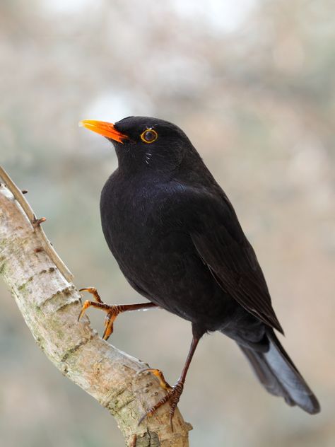 European Blackbird (turdus merula). Image courtesy of IbajaUsap / shutterstock Colly Birds, Blackbird Art, Urban Light, Most Beautiful Birds, British Wildlife, Backyard Birds, Bird Pictures, Bird Photo, Watercolor Bird