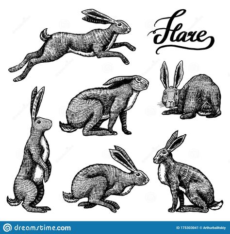 Bunny Drawings, Hare Drawing, Hare Illustration, Gray Forest, Office Closet, Wild Hare, Rabbit Drawing, Bunny Tattoos, Rabbit Tattoos