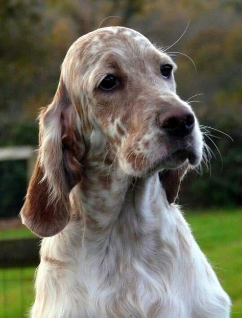 English Setter - What a Handsome Dog! English Setter Puppies, Setter Puppies, English Setter Dogs, Hipster Dog, English Setter, Dog Rules, Irish Setter, Sporting Dogs, Hunting Dogs