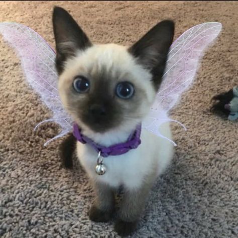 Cat With Fairy Wings, Wallpaper Instagram, Icon Ideas, Dream's Cat, Fluffy Kittens, Angel Cat, Fairy Wings, Funny Cute Cats