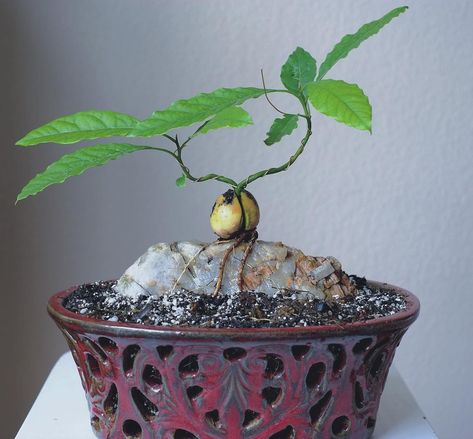 avo bonsai for the win! 🥑 tag the friend you wanna try this diy project with 🙌🏼 ~ Via helpfulgardener by user ‘garmy yo’ 📸 Avocado Bonsai, Avocado Seed Growing, Avocado Pit, Bonsai Tree Care, Avocado Plant, Bonsai Soil, Avocado Seed, Plantas Bonsai, Mini Bonsai