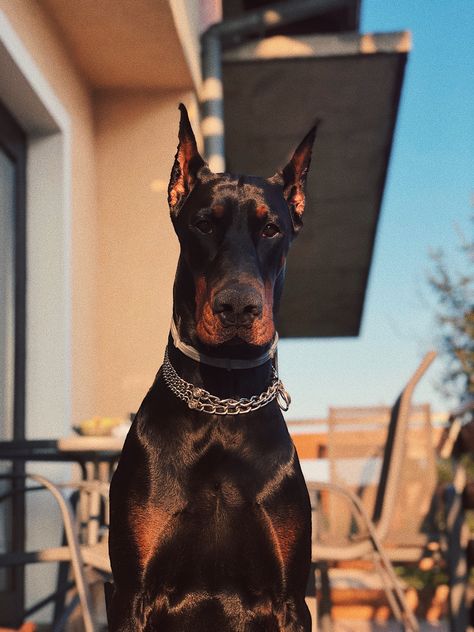 Whats Wallpaper, Hyper Dog, Doberman Love, Doberman Pinscher Dog, Doberman Puppy, Dachshund Mix, Doberman Dogs, Pretty Dogs