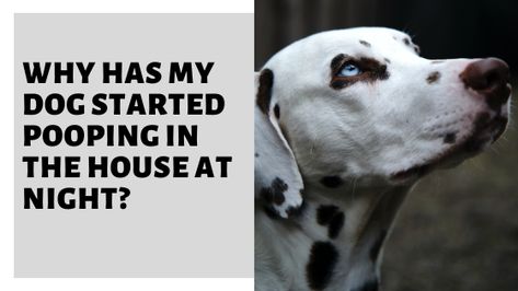 Why Has My Dog Started Pooping In The House At Night? Find out the most common causes and solutions to the problem so that you can hopefully put an end to it for good! #dog #doghousetraining Dog Pooping In House, House At Night, Scared Of The Dark, Elderly Dogs, Good Dog, Dogs Pooping, Older Dogs, Old Dogs, Senior Dog