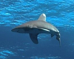 Top 10 Most Dangerous Sharks in the World Oceanic White Tip Shark, White Tip Shark, Shark Art, Tiger Shark, Shark Fishing, In The Zoo, Shark Party, White Tip, Shark Week