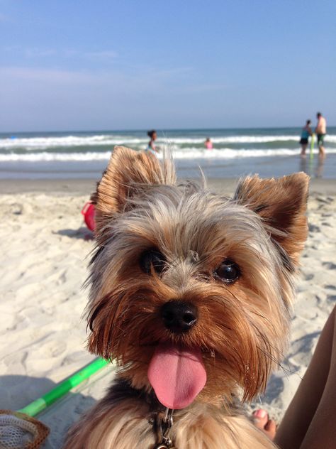 Puppy At Beach, Small Dog Aesthetic, York Terrier, Big Dogs Breeds, Biggest Dog In The World, York Dog, Biggest Dog, Cute Fluffy Dogs, Cute Small Dogs