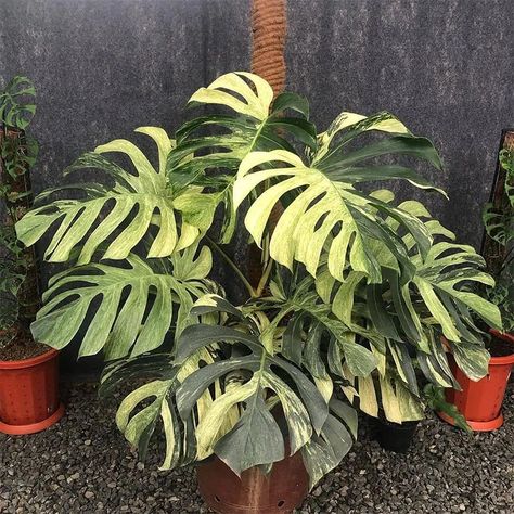 As a plant enthusiast, I have always been fascinated by the Monstera Deliciosa Mint Variegated. This plant is a stunning cultivar of the Monstera Deliciosa, also known as the Swiss Cheese plant, and is characterized by its unique variegation pattern. Plant Pic, Monstera Borsigiana, Monstera Plants, Dream Plants, Variegated Monstera, Monstera Albo, Plant Wishlist, Swiss Cheese Plant, Balcony Plants