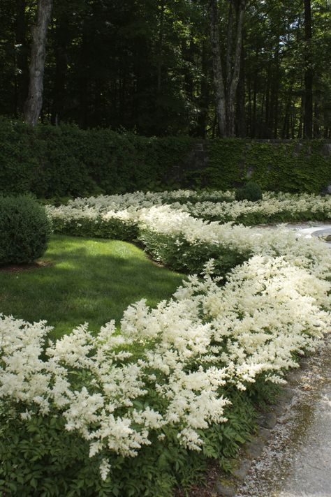 white astilbe border ✿ Skygge Planter, White Astilbe, Garden Notebook, New England Garden, Gardens Ideas, Edith Wharton, Desain Lanskap, Moon Garden, Have Inspiration